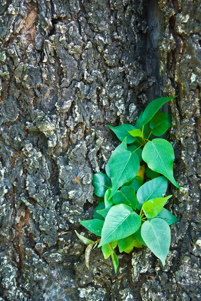 Piccolo pipal su vecchio grande albero — Foto Stock