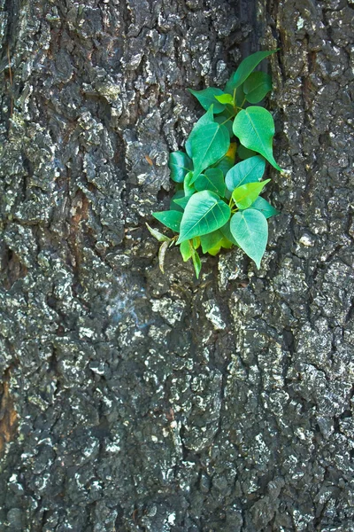 stock image Little pipal on old big tree