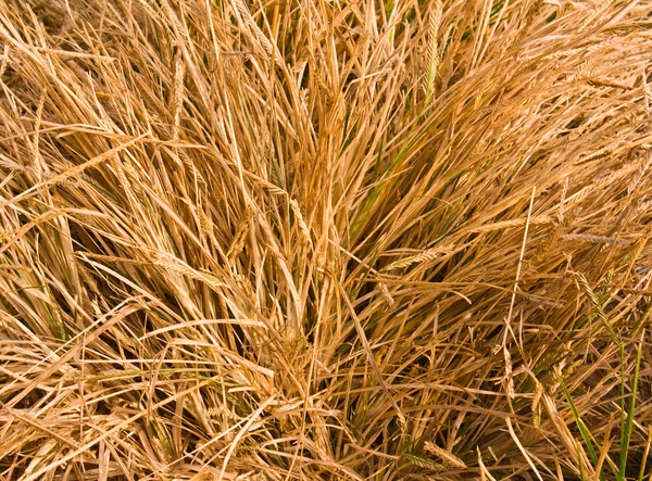 乾いた草のグランジ テクスチャ — ストック写真