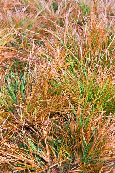 Grunge texture of dry and green grass — Stock Photo, Image