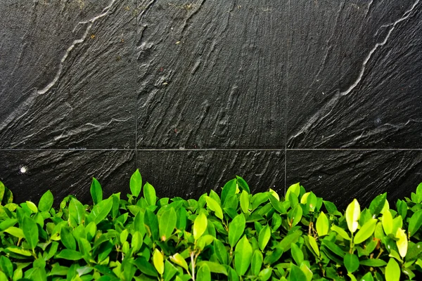 Black stone wall with green leaf in forground — Stock Photo, Image