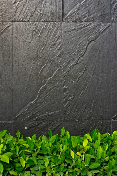 Forground yaprak yeşil siyah taş duvar — Stok fotoğraf