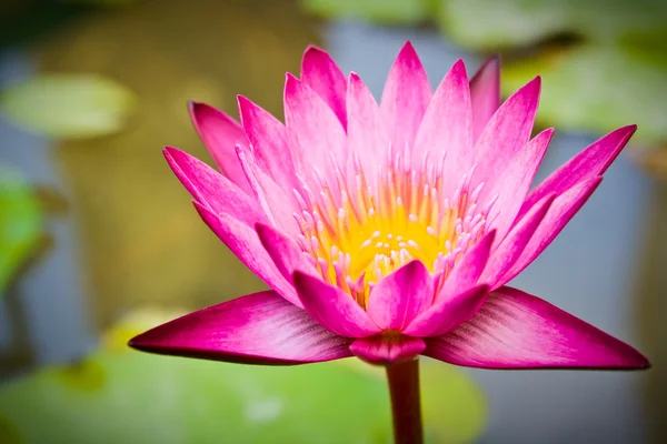 stock image A closeup shot of beautiful lotus with lush green leaves in a pond