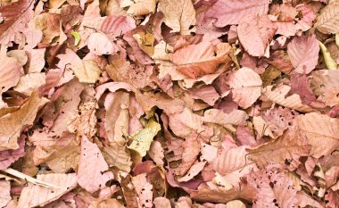 A lot of pink brown and orange dry leaves lying on the ground clipart