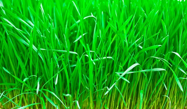 Зеленая свежая молодая пшеница — стоковое фото