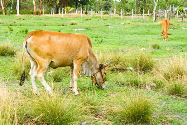 थायलंडमधील शेतात गाय — स्टॉक फोटो, इमेज