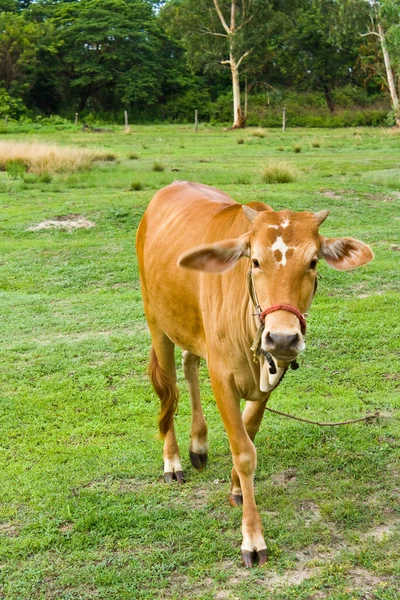 stock image Cow in the field in Thailand