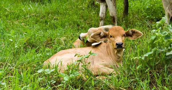 Koe in het veld in thailand — Stockfoto