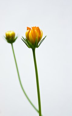 Orange cosmos flower clipart