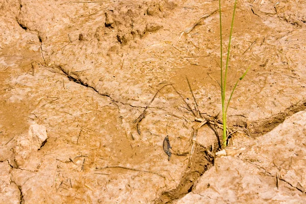 Planta en suelo marrón seco — Foto de Stock