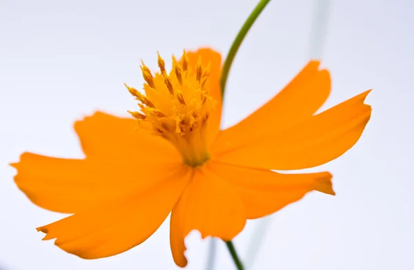 Orange cosmos flower — Stock Photo, Image