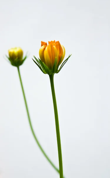 stock image Orange cosmos flower