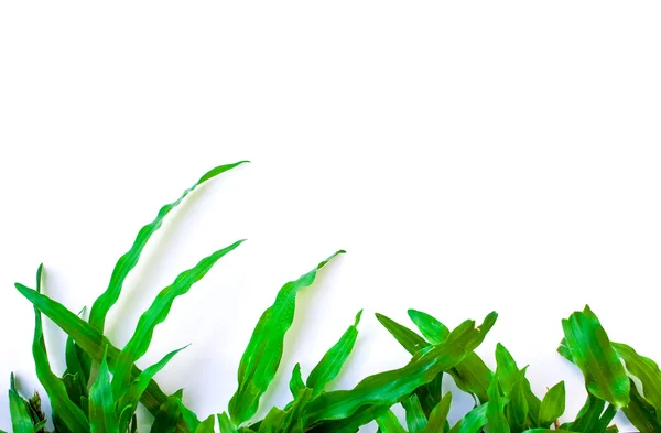 Gräs på vit bakgrund — Stockfoto