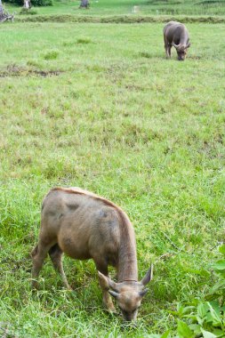 Baby bizon Tayland