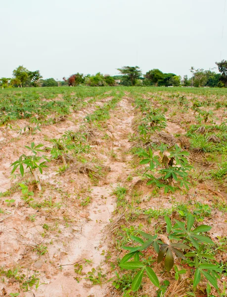 Cassava field — Stock Photo, Image