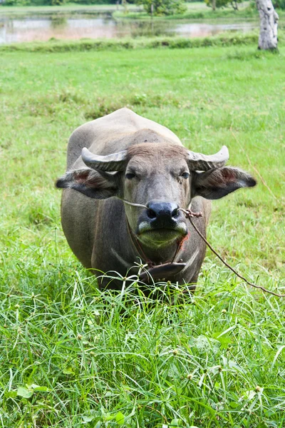 Baby buffels in thailand — Stockfoto