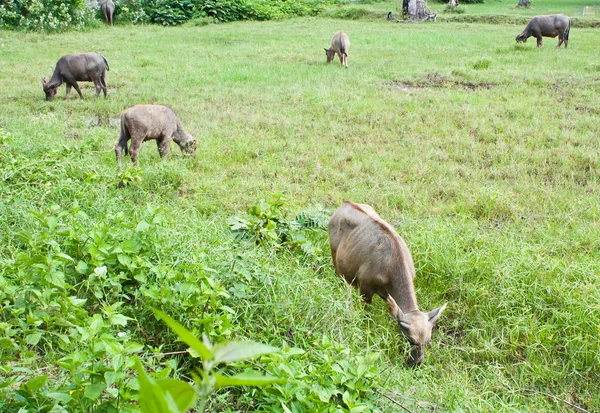 Búfalo bebé en Tailandia — Foto de Stock