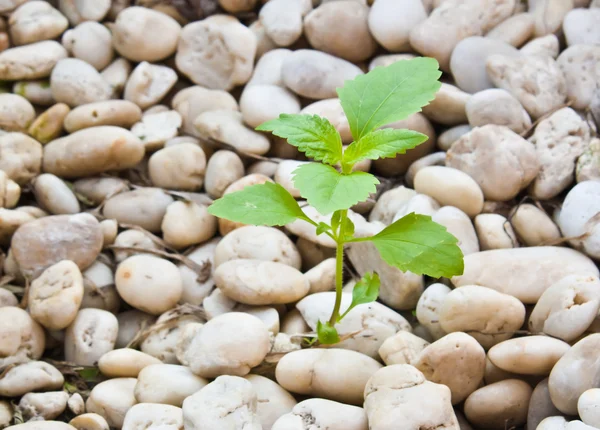 Çakıl büyümek küçük bitki — Stok fotoğraf