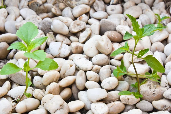 Small plant grow up on gravel — Stock Photo, Image