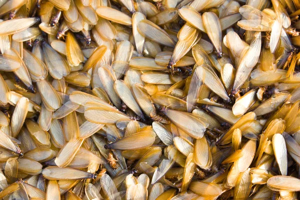 Grupy owadów termitów — Zdjęcie stockowe