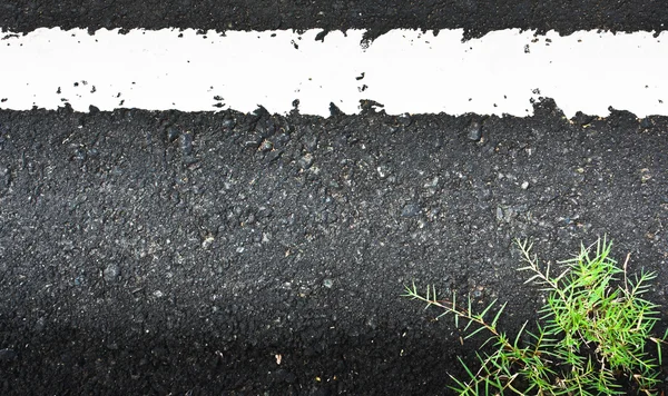 Texture closeup of an asphalt road with painted white line on with grass — Stock Photo, Image