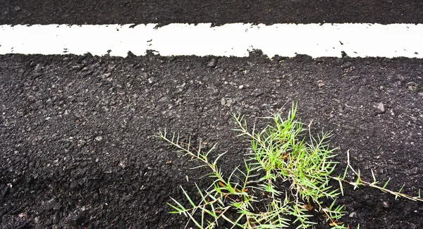 草に塗られた白い線でアスファルト道路のテクスチャのクローズ アップ — ストック写真