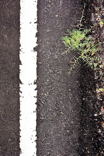 Текстура крупним планом асфальтована дорога з пофарбованою білою лінією на траві — стокове фото