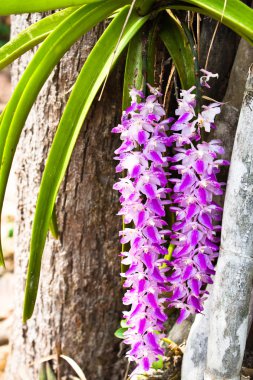 Orchid growing on tree clipart