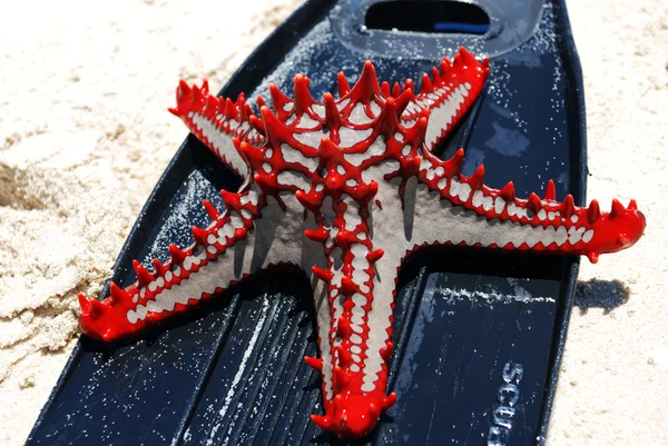 Sea star on the sand — Stock Photo, Image
