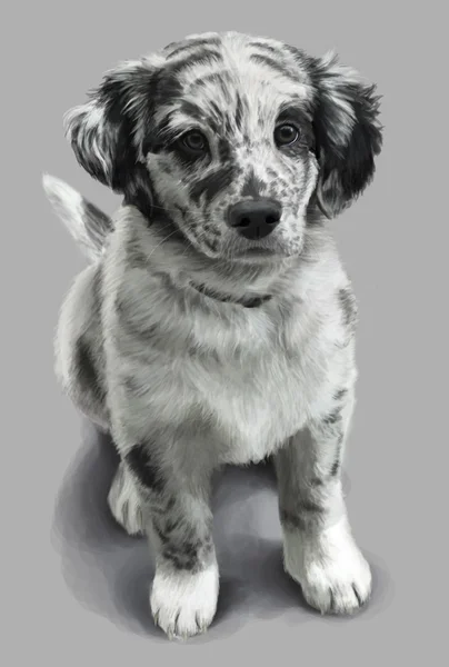Серый щенок — стоковое фото