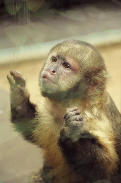 Macaco engraçado — Fotografia de Stock