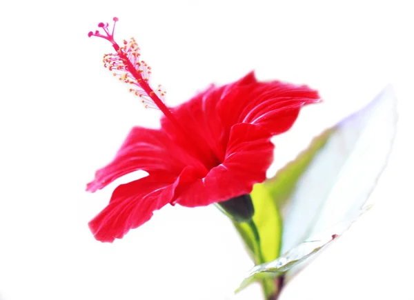 stock image Red flower