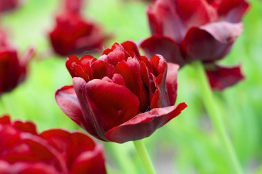 Güzel bahar çiçekleri