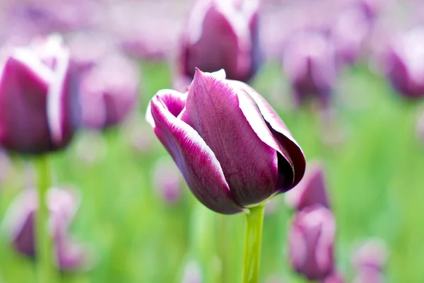 stock image Purple tulips