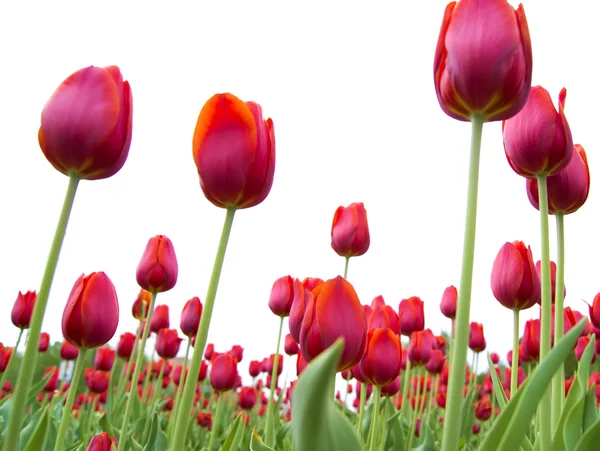 Czerwone tulipany na biały — Zdjęcie stockowe
