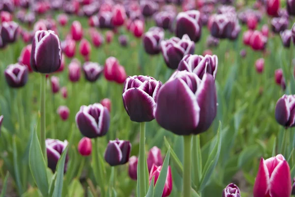 Fioletowe tulipany — Zdjęcie stockowe
