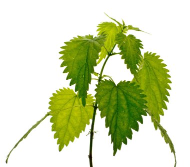 Urtica dioca. Isolate. clipart