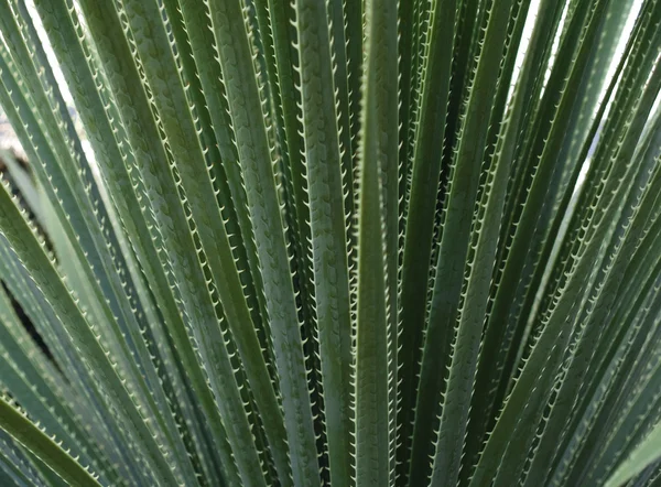 Dun en prickly groene agave textuur — Stockfoto