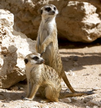 Couple of curious meerkats clipart