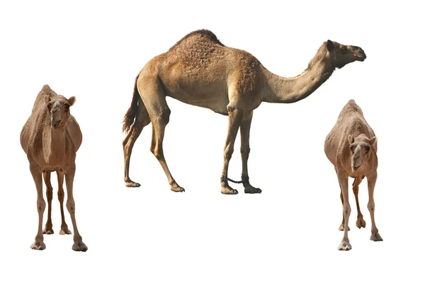 Три верблюда на белом фоне — стоковое фото