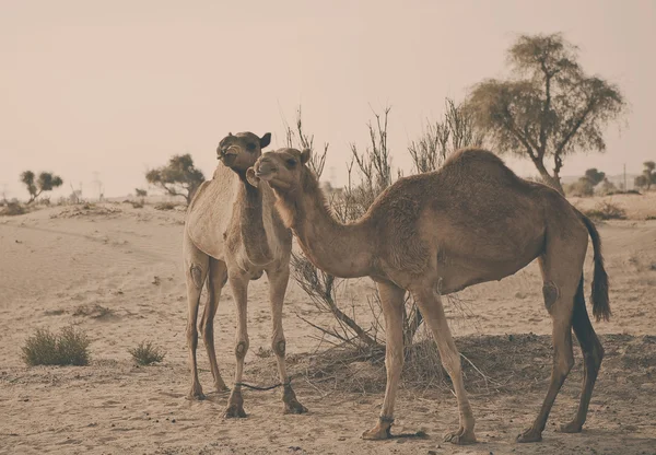 Wielbłąd na pustyni — Zdjęcie stockowe