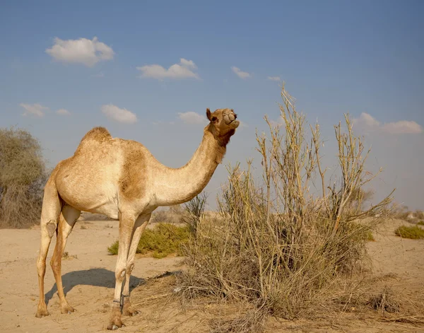 Верблюд в пустыне — стоковое фото