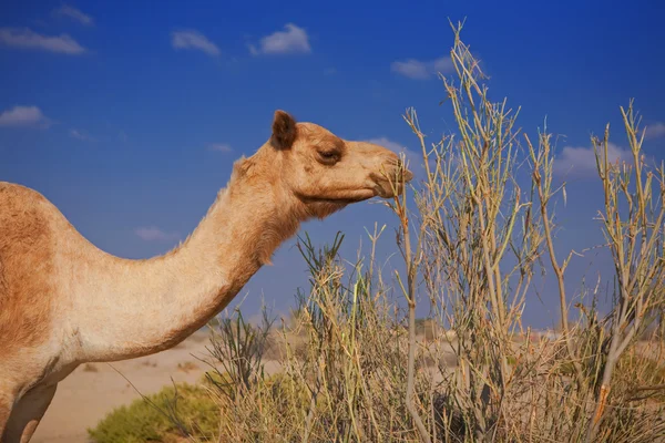 Καμήλα στην έρημο — Φωτογραφία Αρχείου