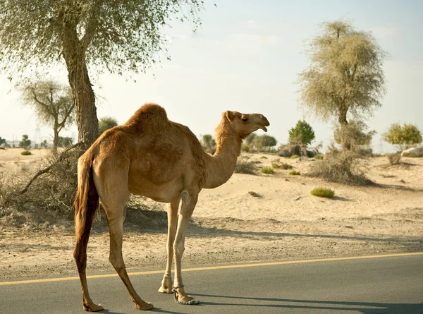 Верблюд на дороге — стоковое фото