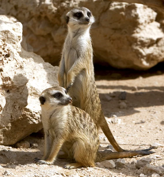 Um par de meerkats curiosos — Fotografia de Stock
