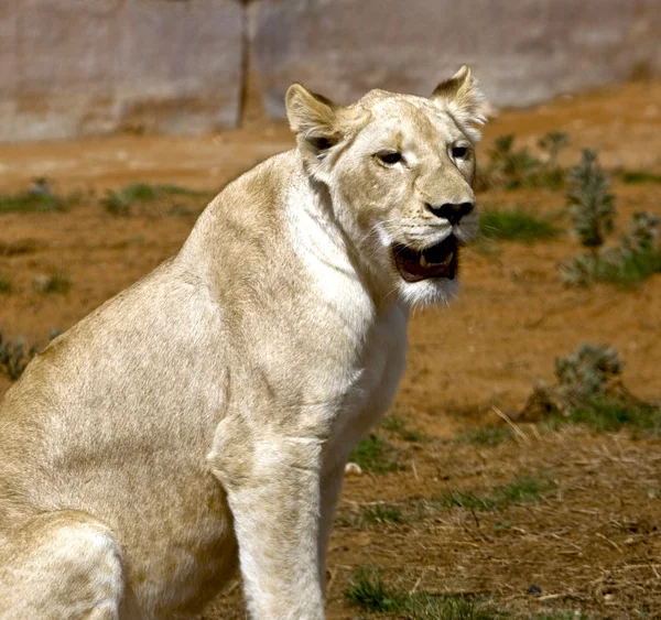 Білий лев — стокове фото