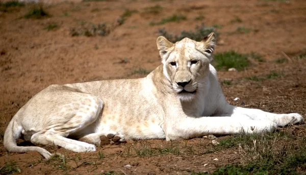Білий лев — стокове фото