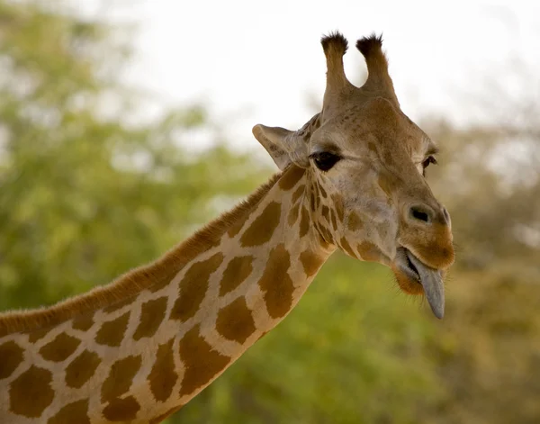 Giraff huvud — Stockfoto