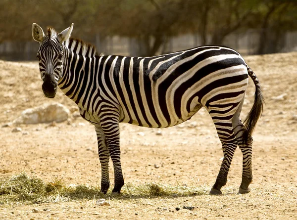 Zebra. černá a bílá — Stock fotografie