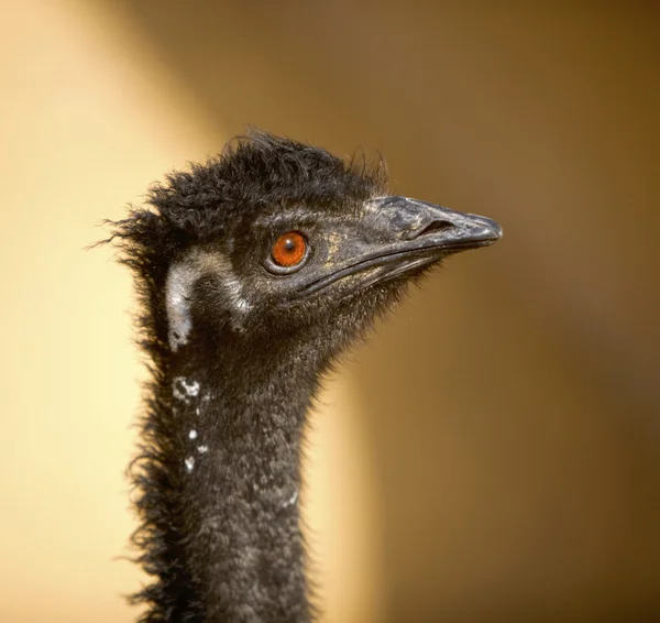 Curioso emu —  Fotos de Stock